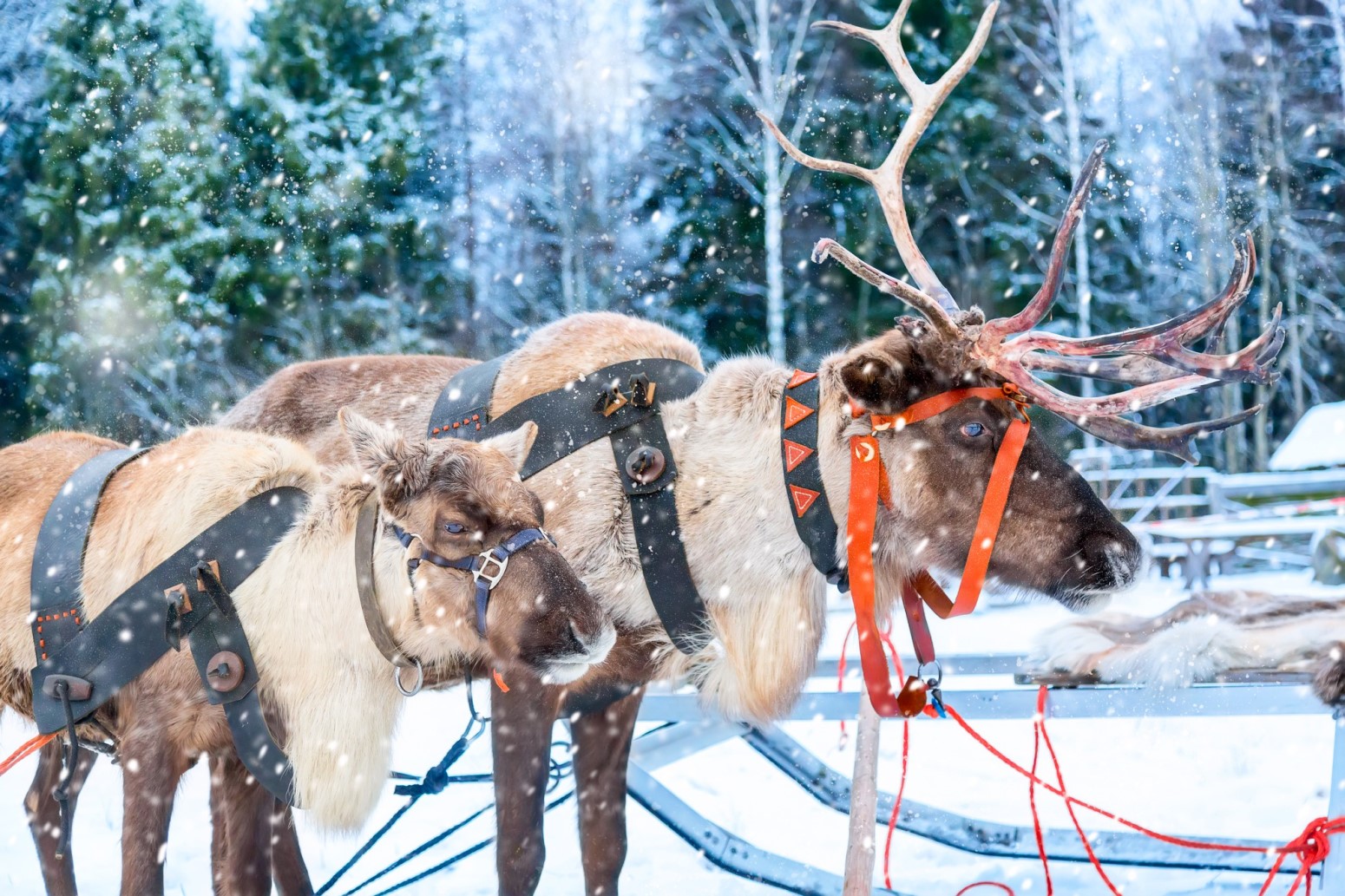 viaje a la ponia excursiones rovaniemi